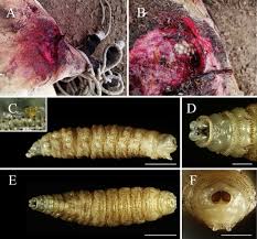 For example, your pests may be impossibly cute, causing their eradication to traumatize the children who live in or visit your development. First Reports Of Nasal And Traumatic Myiasis Infection In Endangered Przewalski S Horses Equus Ferus Przewalskii Sciencedirect