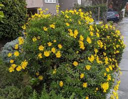 Image result for Euryops chrysanthemoides