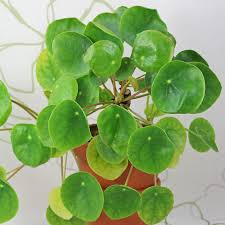 Besonders schön finde ich es auch mehrere kleine ableger sehr dicht an einander zu pflanzen, so dass später eine etwas buschigere pflanze entsteht. Ufopflanze Pilea Peperomioides