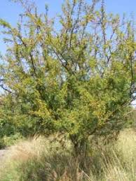 Image result for Acacia luederitzii