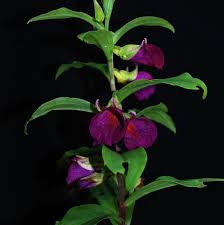 Image result for Habenaria bicolor