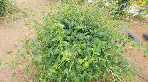 Image result for Acalypha fruticosa