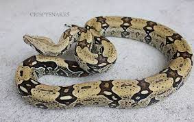 Moreanimalia Boa Constrictor Animals Like Animals