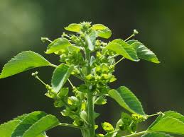 Image result for Acalypha indica