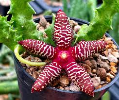 Image result for Tridentea marientalensis