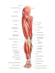 Anterior, lateral and posterior compartment. Muscles Of The Leg Photograph By Asklepios Medical Atlas