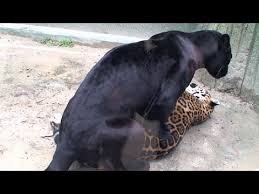 The black leopard or black panther ( panthera pardus ) is a large member of the big cat family, native to asia and africa. Black Leopards And Leopards Real Mating Youtube