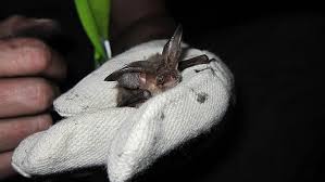 Bats Birds Survey Steading Conversion Planning Applications