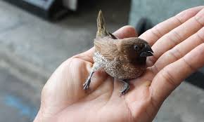 Check spelling or type a new query. Injured Bird In My Garden What What Not To Do