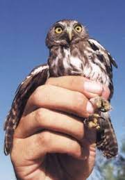 Cactus ferruginous pygmy owls are incredably small owls found in southern arizona and northern mexico. Blue Planet Biomes Cactus Ferruginous Pygmy Owl