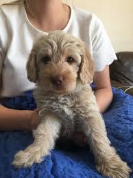Training a mini labradoodle is easier than many other breeds, because they are eager to please and intelligent which makes them attentive while learning. F3 Miniature Labradoodle Puppies With Soft Fleecy Coats In Calne Dogsandpuppies Co Uk