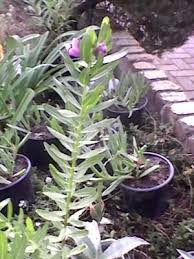 Image result for Diospyros mweroensis