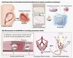 Image result for Ritodrine
