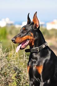 Ear Crop I Like On A Dobe Soon I Will Have My Own Doberman Pinscher Doberman Pinscher Natural Ears Dobermann Pinscher