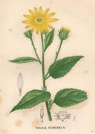 .leaves.the jerusalem artichoke is a species of sunflower, grown for its edible tubers. A Modern Herbal Artichoke Jerusalem