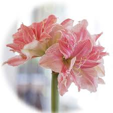 You can find them in almost any nursery or department store pretty much ready to go. Https Www Minotdailynews Com Life Living 2020 12 Grow Frilly Bold Unique Amaryllis Indoors This Winter