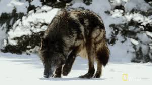 See more ideas about magical wolf, wolf, wolf pictures. 31 Images About Wolves On We Heart It See More About Wolf Gif And Animal