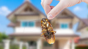 Check out our pest categories and find the exactly article you. Why Are These Pests Coming To My House Griffin Pest Control
