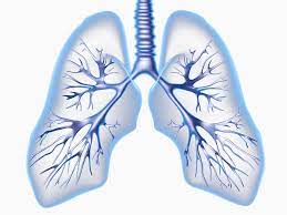 Advancing Understanding Of Shrinking Lung Syndrome In Sle Rheumatology Advisor