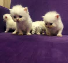 Scottish Fold Dunyasi Home Facebook