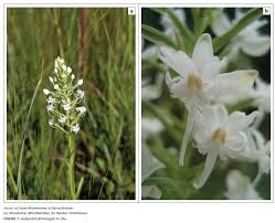 Image result for Habenaria kilimanjari