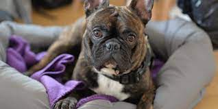 Rare bulldogs produced the first akc lilac tri english bulldog in the world! Success No More Pedigrees For Pugs And French Bulldogs In The Netherlands Eurogroup For Animals