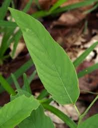 Image result for Pleurolobus