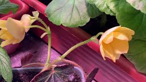 Specifically, chamaesyce is very closely related to plants like euphorbia pulcherrima, the popular poinsettia. V Kakoj Obyom Kashpo Vazonov Sazhat Cvety Skolko Zemli Nuzhno Rasteniyam I Rassade V Sadu Youtube