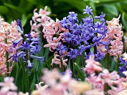 Welcome to free wallpaper and background picture community. High Res Flower Photo Spring Garden By Naruto11111111 On Deviantart
