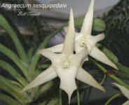 Image result for Angraecum conchiferum