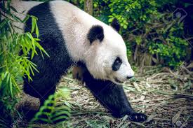 Maybe you would like to learn more about one of these? Giant Panda In Singapore Zoo Stock Photo Picture And Royalty Free Image Image 35304798