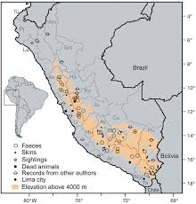 It is named after the pampas, but occurs in grassland, shrubland, and dry forest at elevations up to 5,000 m (16,000 ft). Lynchailurus Colocolo Pampas Cat Distribution In Peru Tu Tumbes Pi Download Scientific Diagram