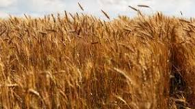 Image result for what is a wheat germ treatment