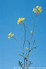 Image result for Erucastrum