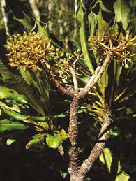 Image result for Astropanax myrianthus