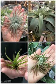 Light should be set with a timer, 12 hours per day. Air Plant Care How To Tend Fertilize And Water Tillandsia