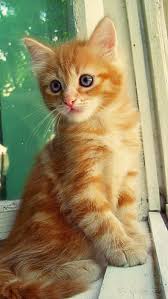 Baby Black And Orange Kitten Orange Tabbies Make Me Smile Different Coloring Than My Dodi But I Just Love All Little Orangies So Much Personality Orange Cats Pretty Cats Animals