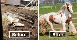 Your source for celebrity news, gossip, entertainment, pop culture, photos, video and more. Volunteers Shocked To See This Dead Horse Still Alive Nurse It Back To Health And The Transformation Is Incredible Bored Panda
