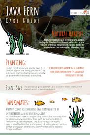 Maybe you would like to learn more about one of these? Growing Java Fern Microsorum Pteropus Aquariadise