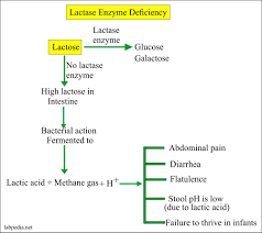 stool examination part 4 stool reducing substances