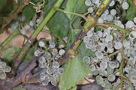 Be sure to wear proper protection, and read all product labels carefully before use. Powdery Mildew Management Tips For Vineyards Growing Produce