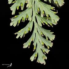 Image result for Hymenophyllaceae