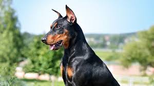 Doberman Kopeklerin Bakimi Petburada Com