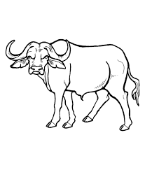 South Africa Wild Life Drawing Faces Google Search African Animals Animal Coloring Pages Buffalo Animal