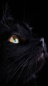 Hdwallpapers.net is a place to find the best wallpapers and hd backgrounds for your computer desktop (windows, mac or linux), iphone, ipad or android devices. Black Cat Wallpaper By Misia Bela Cd Free On Zedge