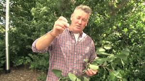 Wild cherry (plural wild cherries). Identifying Wild Cherry Youtube