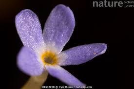 Image result for Voyria