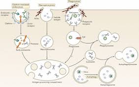 Image result for Antigen Processing