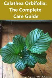 Calathea Orbifolia Care And Growing Guide Calathea Plant Calathea Orbifolia Plant Care
