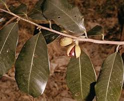 Image result for Myristicaceae